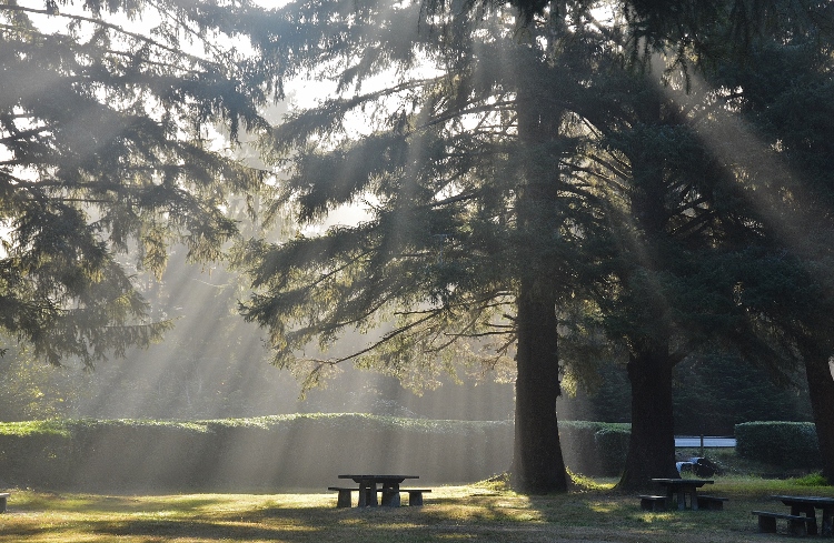 sunrays through forest 